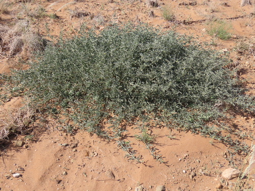 Image of Cucumis rigidus by no rights reserved