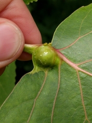 Pemphigus populicaulis