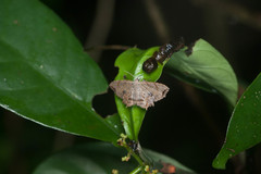 Dysaethria moza