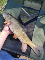 Moxostoma erythrurum