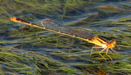 Orange Bluet