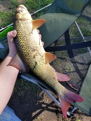 Moxostoma macrolepidotum