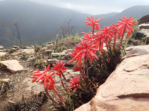 Image of Heath Grass Aloe by no rights reserved