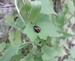 Desmogramma