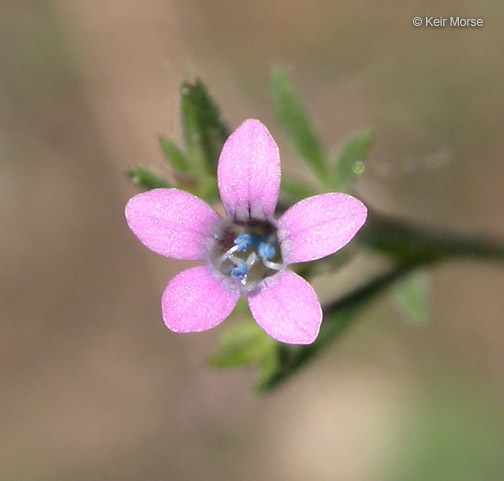 Navarretia sinistra
