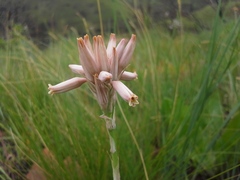 Aloe minima