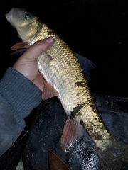 Moxostoma erythrurum