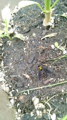 Chrysopilus thoracicus