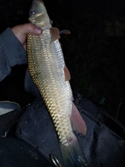 Moxostoma erythrurum