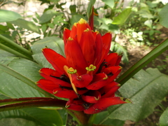 Musa coccinea