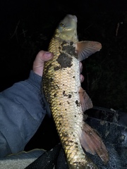 Moxostoma erythrurum