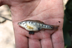 Chapalichthys encaustus