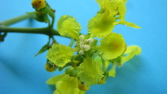 Banisteriopsis nummifera