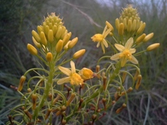 Bulbine abyssinica