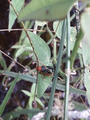 Diacacoscelis lucens