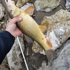 Moxostoma erythrurum