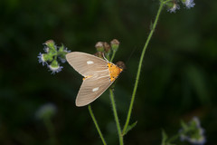 Asota plaginota