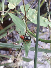 Diacacoscelis lucens