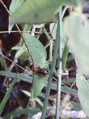 Diacacoscelis lucens