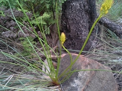 Bulbine abyssinica