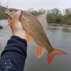 Moxostoma macrolepidotum