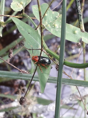 Diacacoscelis lucens