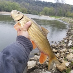 Moxostoma erythrurum