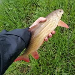 Moxostoma macrolepidotum