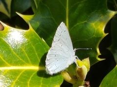 Celastrina argiolus