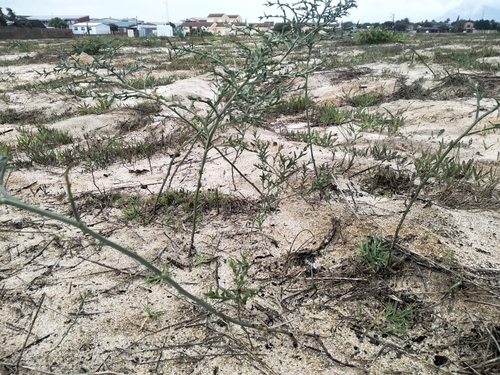 Image of Asparagus undulatus by (c) De Waal Hugo, some rights reserved (CC BY)