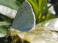 Celastrina argiolus