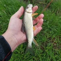 Moxostoma erythrurum