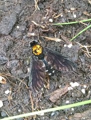 Chrysopilus thoracicus
