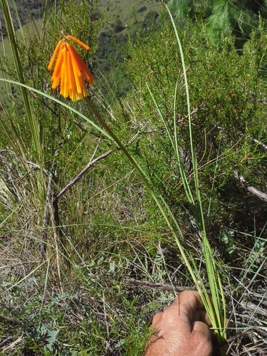 Kniphofia galpinii, photograph 6