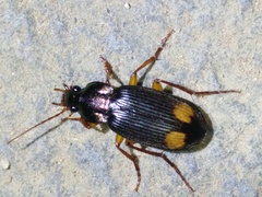 Chlaenius bioculatus
