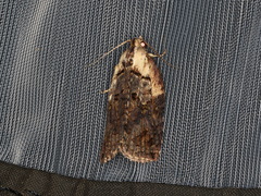 Cryptoptila crypsilopha