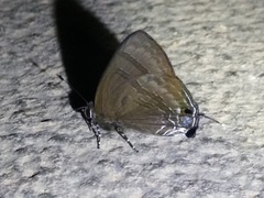 Rapala varuna formosana