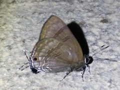 Rapala varuna formosana