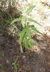 Astrotricha floccosa
