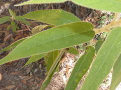 Astrotricha floccosa