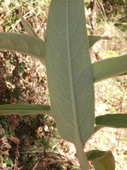 Astrotricha floccosa