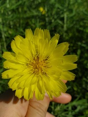 Pyrrhopappus grandiflorus
