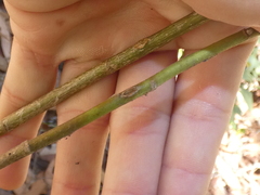 Astrotricha floccosa