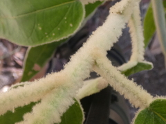 Astrotricha floccosa