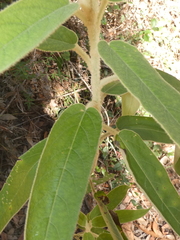 Astrotricha floccosa
