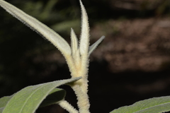 Astrotricha floccosa