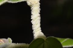 Astrotricha floccosa