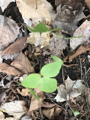 Hepatica americana