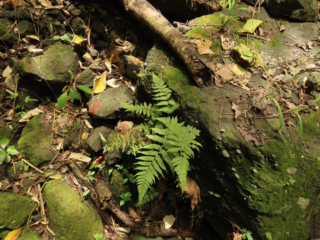 Ctenitis eatonii; photograph (c) chiuluan, some rights reserved (CC BY)
