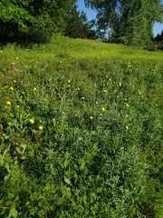 Pyrrhopappus grandiflorus